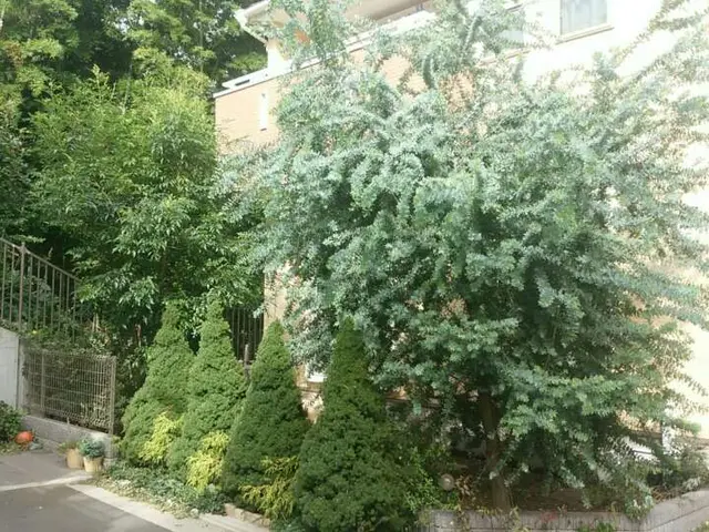 【業歴24年】木の特性を活かした剪定を行います！サービスの画像