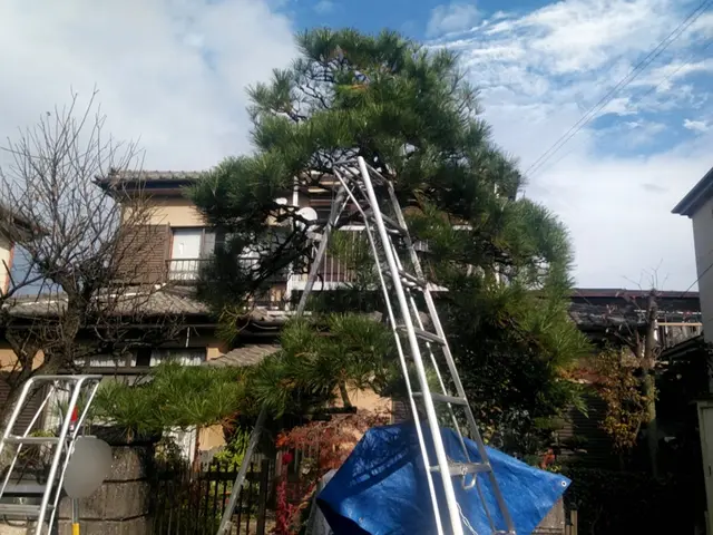 【業歴24年】木の特性を活かした剪定を行います！サービスの画像