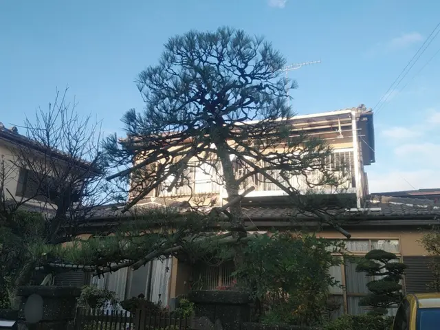 【業歴24年】木の特性を活かした剪定を行います！サービスの画像