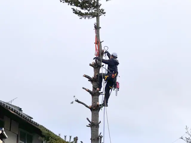 大きな木でもお任せください！丁寧な施行で好評いただいていますサービスの画像