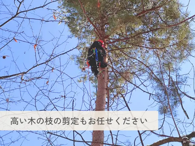 大きな木でもお任せください！丁寧な施行で好評いただいていますサービスの画像