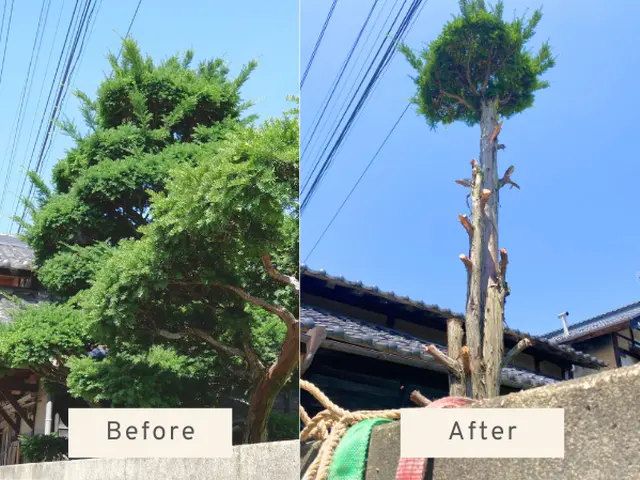 大きな木でもお任せください！丁寧な施行で好評いただいていますサービスの画像