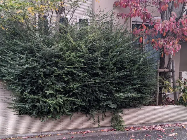 新年を綺麗なお庭で迎えませんか？12月28,29空きあります！1月も受付中です！サービスの画像