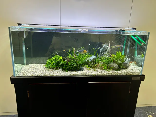 水槽メンテナンスサービスの画像