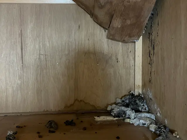 ハクビシン、アライグマ、イタチ駆除サービスの画像