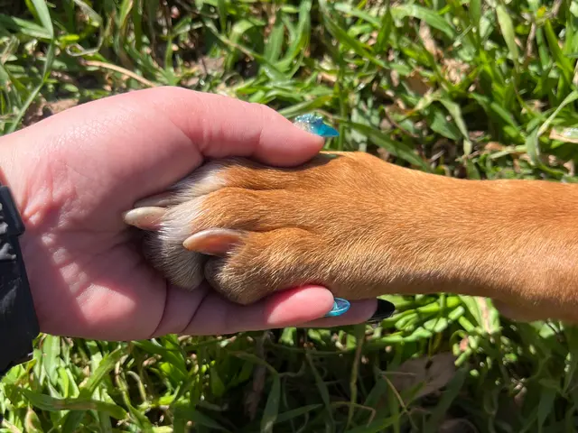 【リングドッグからお留守番まで！】万全の研修体制◎損害保険加入済みで安心◎サービスの画像
