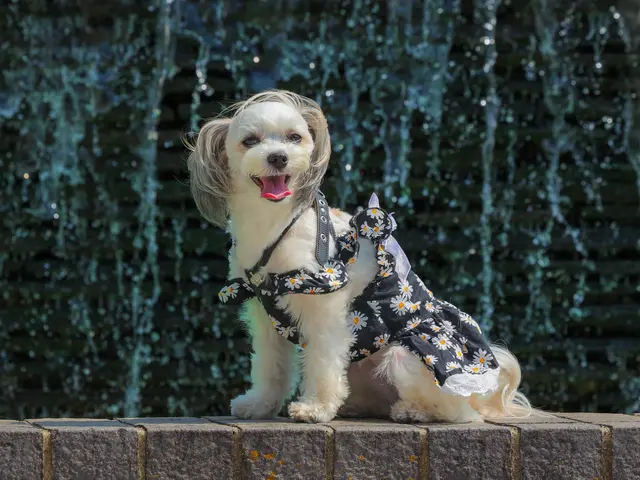 【リングドッグからお留守番まで！】万全の研修体制◎損害保険加入済みで安心◎サービスの画像