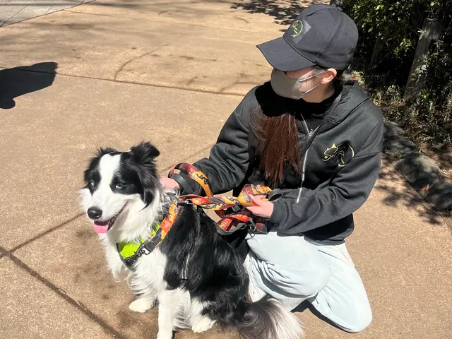 【リングドッグからお留守番まで！】万全の研修体制◎損害保険加入済みで安心◎サービスの画像