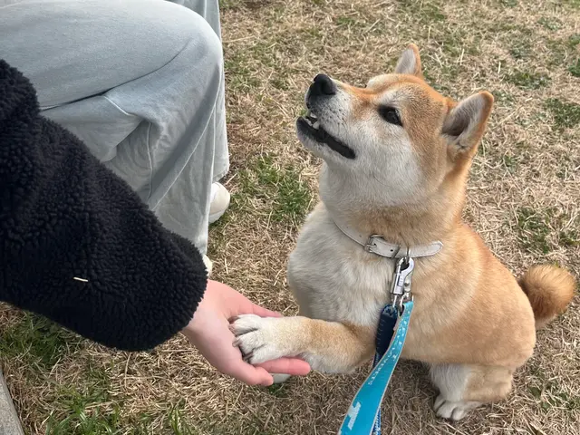 【リングドッグからお留守番まで！】万全の研修体制◎損害保険加入済みで安心◎サービスの画像