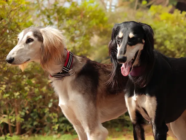 【リングドッグからお留守番まで！】万全の研修体制◎損害保険加入済みで安心◎サービスの画像