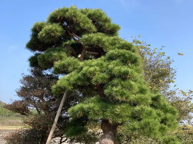 【業歴17年の経験と実績】対応地域外も対応OK！迅速丁寧に仕上げます！サービスの画像