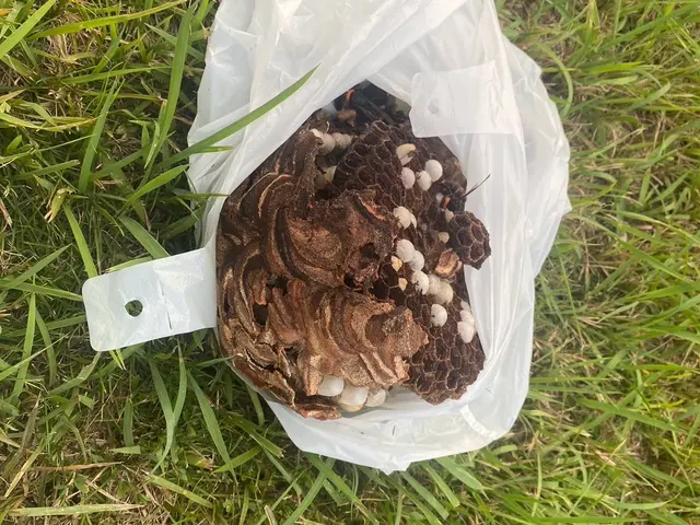 【安全と信頼の地域密着】即日対応可能の蜂駆除！スズメバチ2.2万アシナガバチ9千サービスの画像