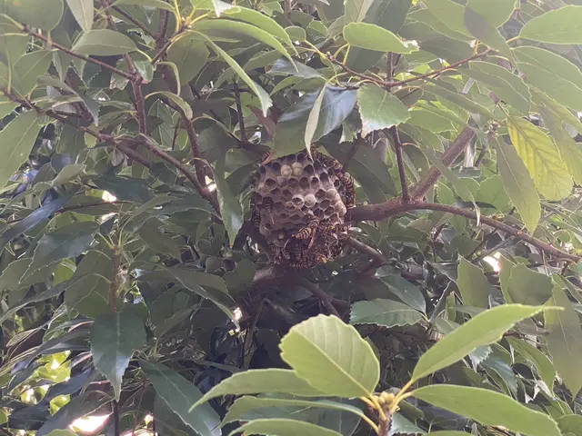 【安全と信頼の地域密着】即日対応可能の蜂駆除！スズメバチ2.2万アシナガバチ9千サービスの画像