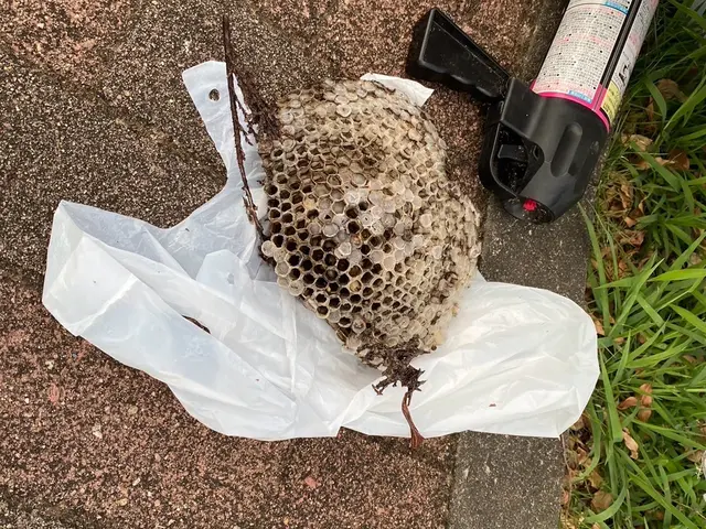 【安全と信頼の地域密着】即日対応可能の蜂駆除！スズメバチ2.2万アシナガバチ9千サービスの画像