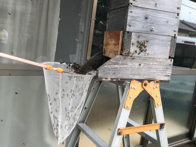 ＜山梨県全域＞アシナガバチは1万円！日程が合えば翌日対応OK！サービスの画像