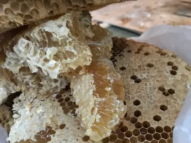 ＜山梨県全域＞アシナガバチは1万円！日程が合えば翌日対応OK！サービスの画像