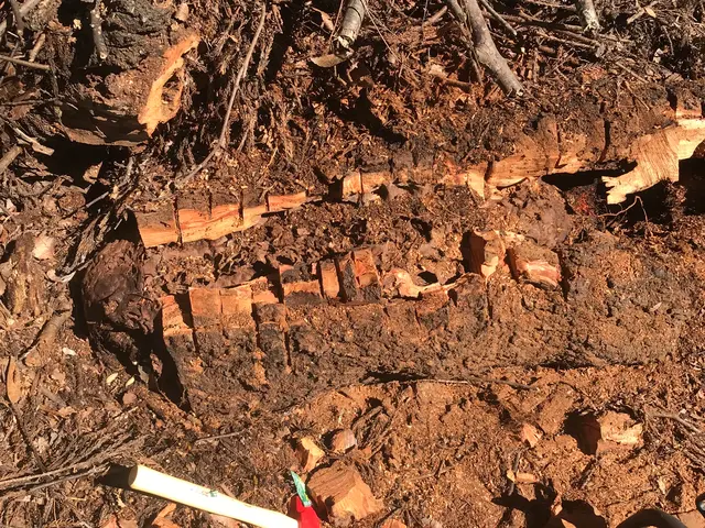 ＜山梨県全域＞アシナガバチは1万円！日程が合えば翌日対応OK！サービスの画像