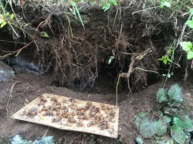 ＜山梨県全域＞アシナガバチは1万円！日程が合えば翌日対応OK！サービスの画像