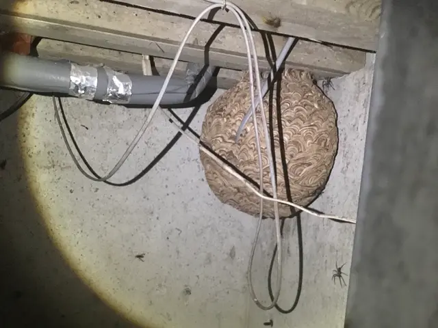 ＜山梨県全域＞アシナガバチは1万円！日程が合えば翌日対応OK！サービスの画像