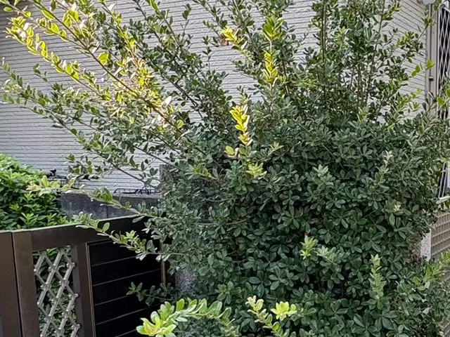 安心丁寧！ 整えるだけで、うれしくなる庭にサービスの画像