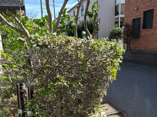 安心丁寧！ 整えるだけで、うれしくなる庭にサービスの画像