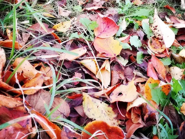 【安心低価格】落ち葉清掃はプロにお任せください！サービスの画像