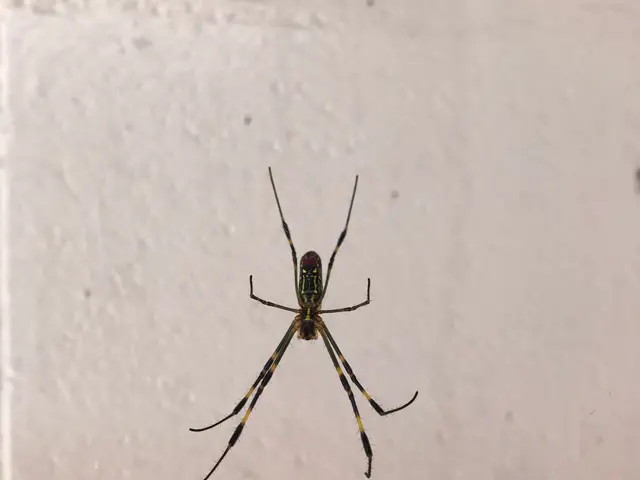 クモ防除作業サービスの画像