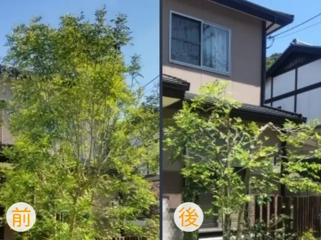 木も気もスッキリ!お庭に新しい風を！低木はゴミ回収込み！サービスの画像
