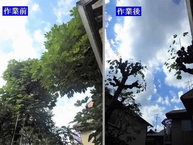 木も気もスッキリ!お庭に新しい風を！低木はゴミ回収込み！サービスの画像