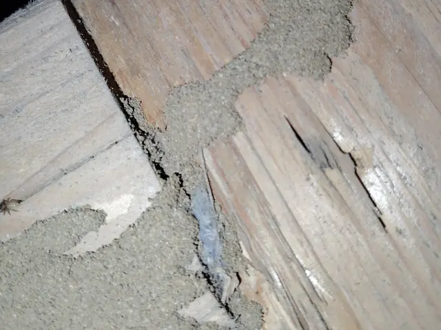 赤ちゃんやペットにも安心な薬剤使用！どんな場所でもシロアリ完全駆除致しますサービスの画像