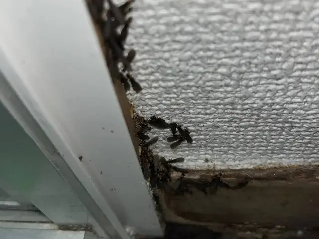 赤ちゃんやペットにも安心な薬剤使用！迅速・丁寧な対応でお客様満足度重視のサービスサービスの画像