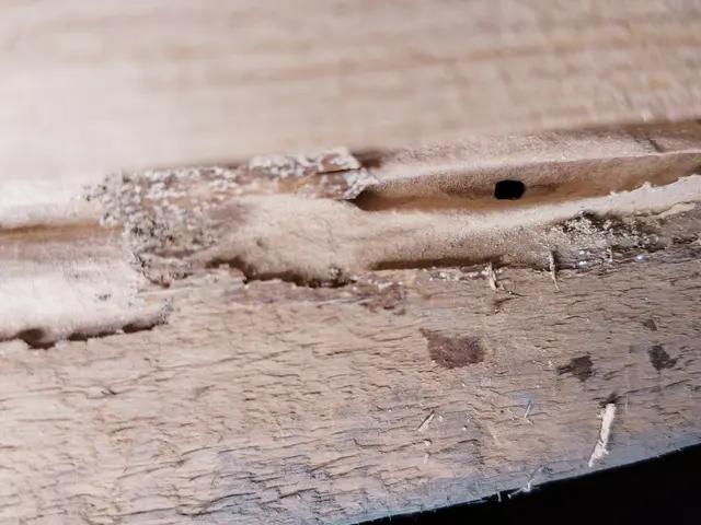 赤ちゃんやペットにも安心な薬剤使用！どんな場所でもシロアリ完全駆除致しますサービスの画像