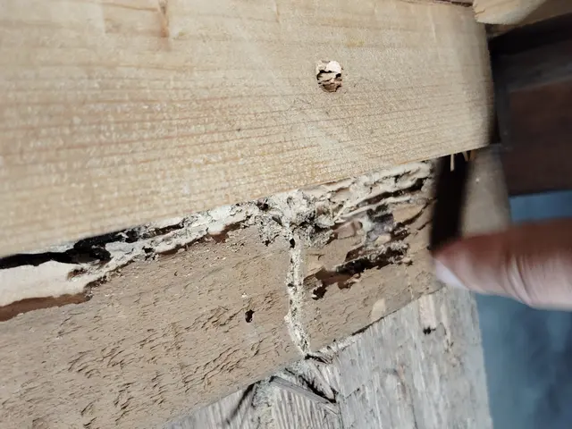 赤ちゃんやペットにも安心な薬剤使用！どんな場所でもシロアリ完全駆除致しますサービスの画像