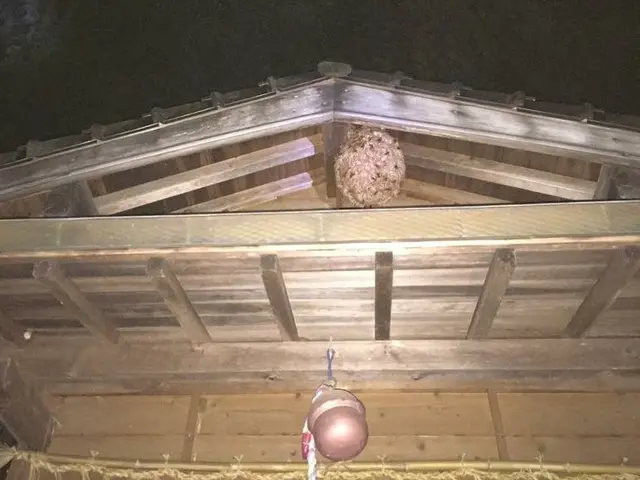 神速！　スズメバチ駆除　即日蜂退治！　蜂駆除歴20年！サービスの画像