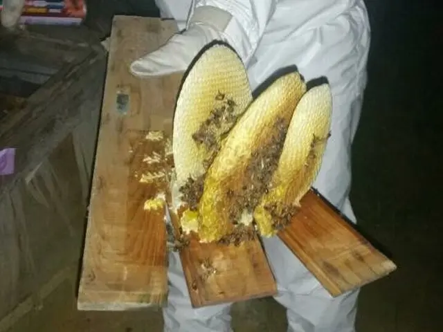 神速！　スズメバチ駆除　即日蜂退治！　蜂駆除歴20年！サービスの画像