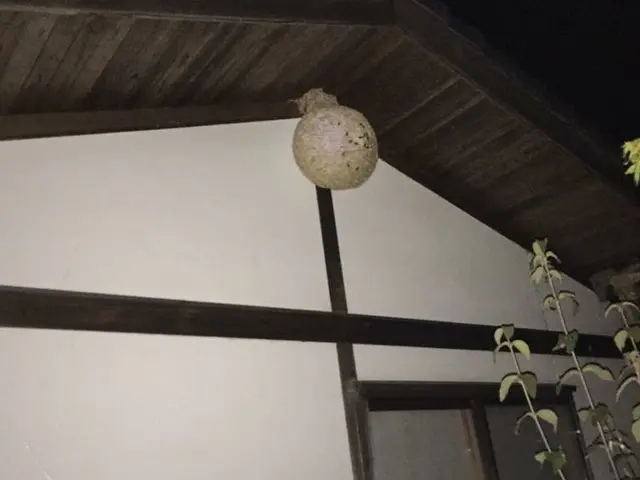 神速！　スズメバチ駆除　即日蜂退治！　蜂駆除歴20年！サービスの画像