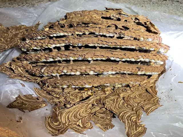 神速！　スズメバチ駆除　即日蜂退治！　蜂駆除歴20年！サービスの画像