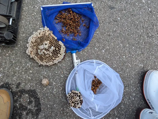 スズメバチ・アシナガバチの駆除。危険な作業は私にお任せください。サービスの画像