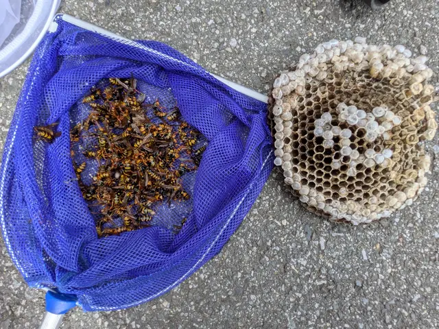 スズメバチ・アシナガバチの駆除。危険な作業は私にお任せください。サービスの画像