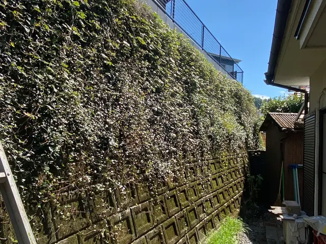 根っこから完全除去！ちぎるのではなく、根っこからしっかり抜きます！サービスの画像