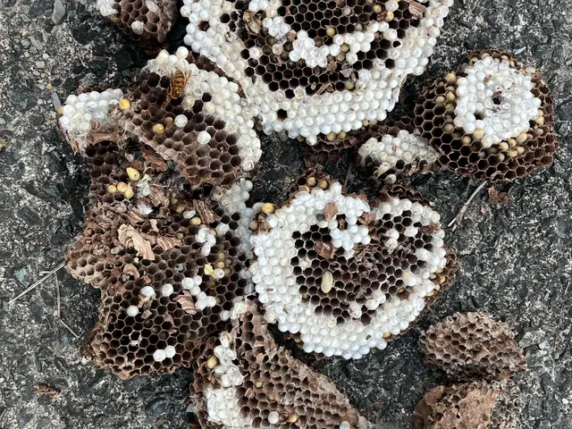 アシナガバチ、スズメバチなどの害虫駆除サービスの画像