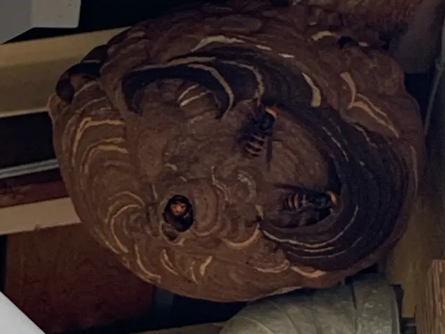 アシナガバチ、スズメバチなどの害虫駆除サービスの画像