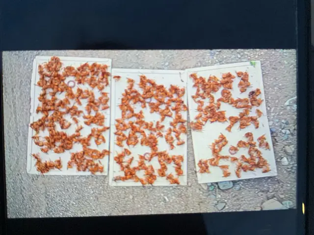 アシナガバチ、スズメバチなどの害虫駆除サービスの画像