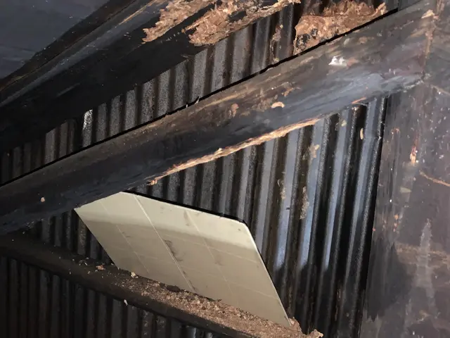 アシナガバチ、スズメバチなどの害虫駆除サービスの画像