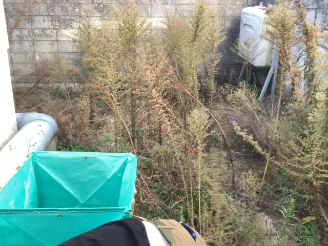 明るく誠実な草むしり！根から除去｜ゴミの引き取りも対応可｜立木の剪定も対応サービスの画像