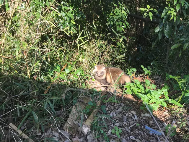 ●アライグマ、ハクビシンでお困りの方プロに任せて快適な暮らしをお届け！サービスの画像