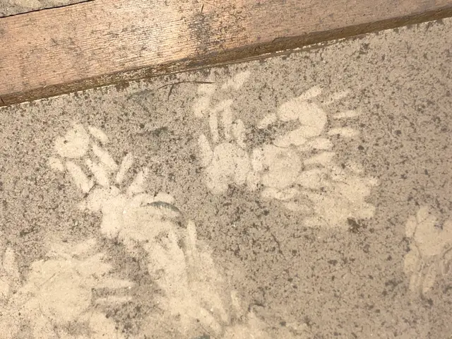 ●アライグマ、ハクビシンでお困りの方プロに任せて快適な暮らしをお届け！サービスの画像