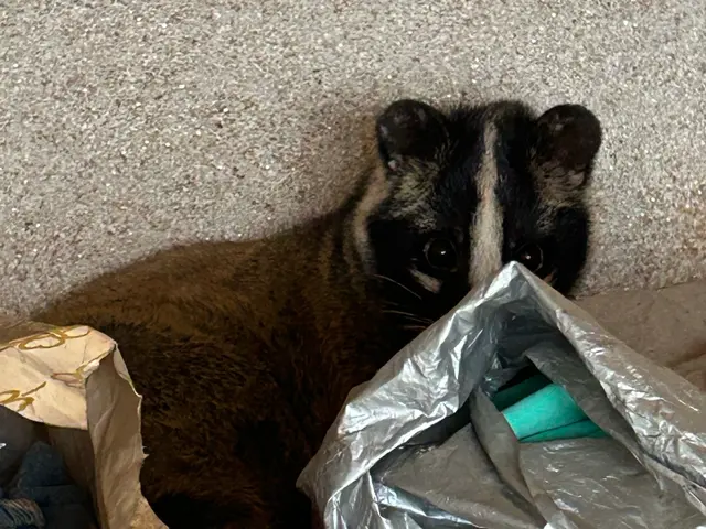 ●アライグマ、ハクビシンでお困りの方プロに任せて快適な暮らしをお届け！サービスの画像