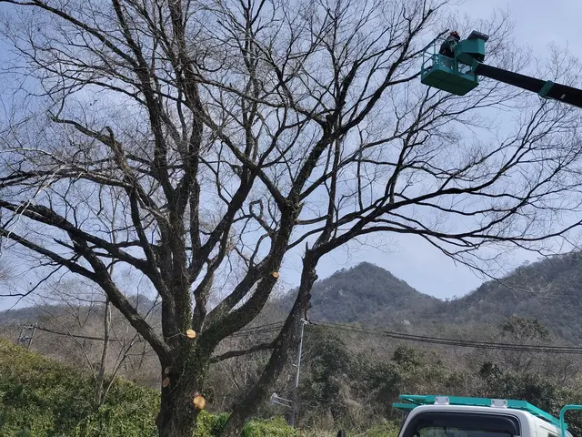 プロの職人が低木から超高木まで幅広く対応！高所作業車やツリークライミングも駆使！サービスの画像