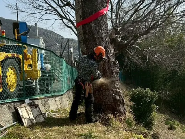 プロの職人が低木から超高木まで幅広く対応！高所作業車やツリークライミングも駆使！サービスの画像